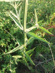 Verbena