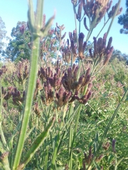 Verbena