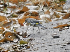 Setophaga coronata auduboni