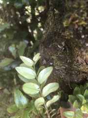 Metrosideros diffusa