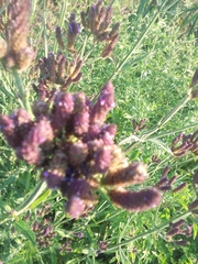Verbena