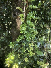 Metrosideros diffusa