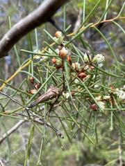 Hakea teretifolia