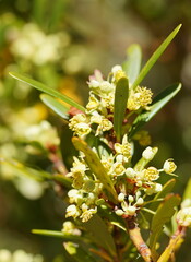 Tasmannia xerophila