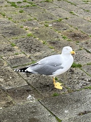 Larus michahellis michahellis