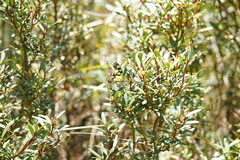 Tasmannia xerophila