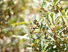 Graphium macleayanus