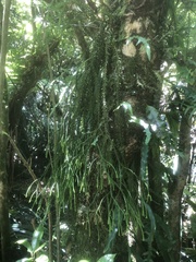 Phlegmariurus varius