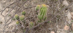 Trichocereeae