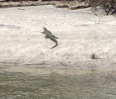 Crocodylia