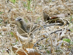 Spizella pallida