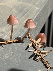 Mycena bulliformis