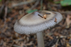 Amanita umbrinolutea