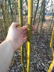 Phyllostachys aureosulcata