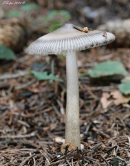 Amanita umbrinolutea