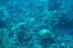 Sparisoma chrysopterum