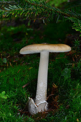 Amanita submembranacea