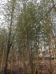Phyllostachys aureosulcata