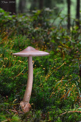 Amanita umbrinolutea