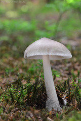Amanita submembranacea