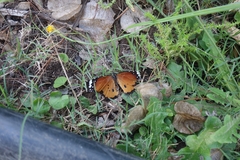 Danaus chrysippus orientis