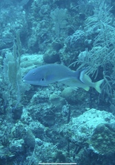 Sparisoma chrysopterum