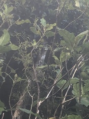 Dendrobium cunninghamii