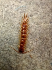 Scutigeromorpha