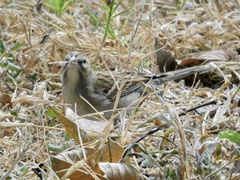 Spizella pallida