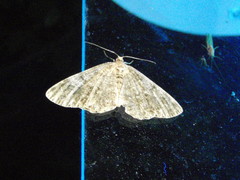 Deileptenia ribeata