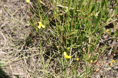 Osteospermum ciliatum