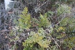 Pellaea pteroides
