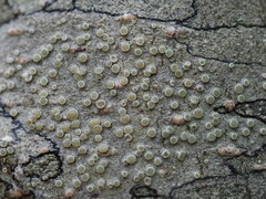Lecanora pacifica