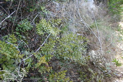 Pellaea pteroides