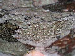 Lecanora pacifica