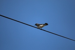 Artamus leucorynchus