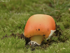 Amanita caesarea