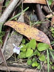 Viola