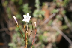 Prismatocarpus tenellus
