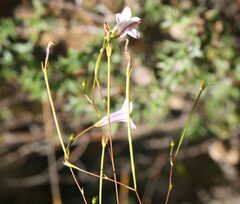 Prismatocarpus tenellus