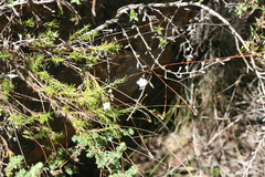 Prismatocarpus tenellus