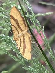 Chrysolarentia correlata