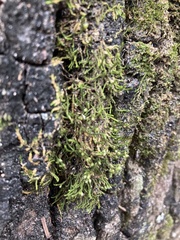 Forsstroemia trichomitria