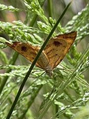 Chrysolarentia correlata