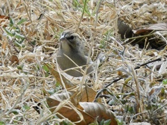 Spizella pallida