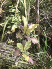 Quintinia serrata