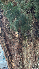 Dacrydium cupressinum