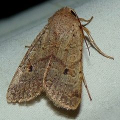 Agrochola laevis