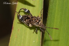 Merocoris
