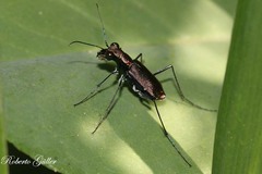 Odontocheila